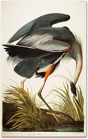 Blue Heron by John Audubon - Picture Frame Painting on Canvas