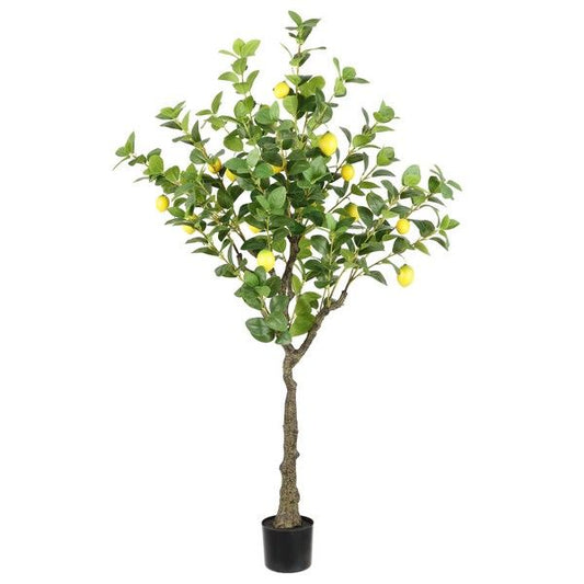 Lemon Tree in Pot